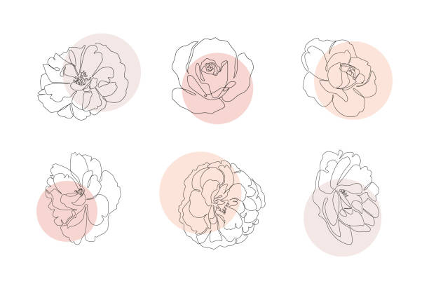 Continuous line flowers set with abstract circles. Trendy single line botanical illustration for print or web. Rose outline vector Continuous line flowers set with abstract circles. Trendy single line botanical illustration for print or web. Rose outline vector drawing thin illustrations stock illustrations