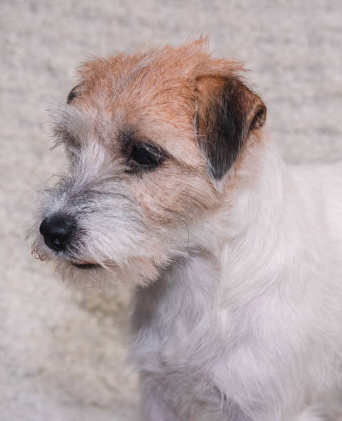 istock Portrait of a charming Wirehaired Jack Russell Terrier on a light background. 1264068614