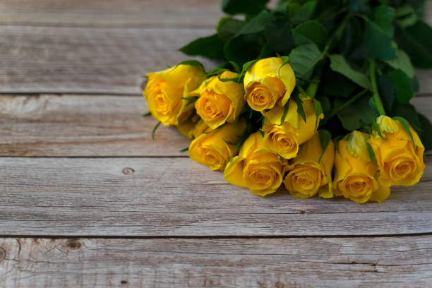 Yellow roses shimmer in brilliant bloom, showcasing elegant petals and a delicate allure. Nestled among vibrant green leaves, this serene scene encapsulates the timeless beauty and charm associated with floral artistry.
