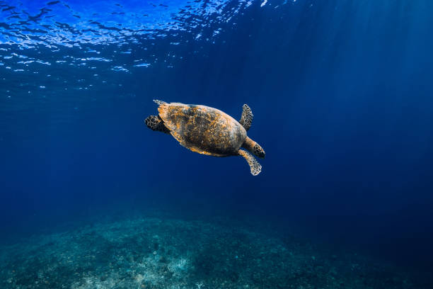 istock Sea turtle glides underwater in transparent ocean. 1264068679