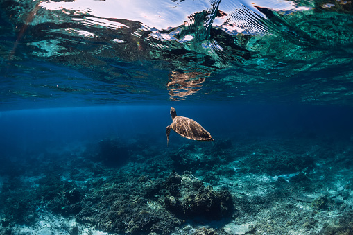 Sea turtle glides underwater in transparent ocean.