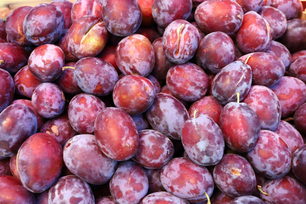 Prunes or plums  pattern