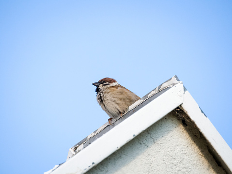 Sparrow sitting on an old rooftop