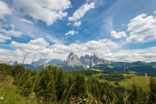 Alpe di Siusi - Seiser Alm with Sassolungo - Langkofel mountain group in front of blue sky with clouds. Flowers and green grass hills during summer in ski resort, Dolomites, Trentino Alto Adige, South Tyrol, Italy