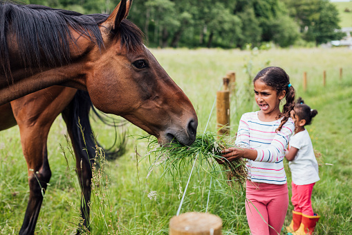 Two mixed race sisters feeding a horse in Northumberland.