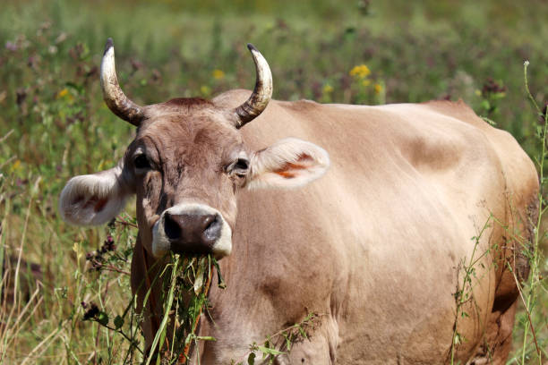 istock Cow grazing on a summer pasture, eating grass 1264073722