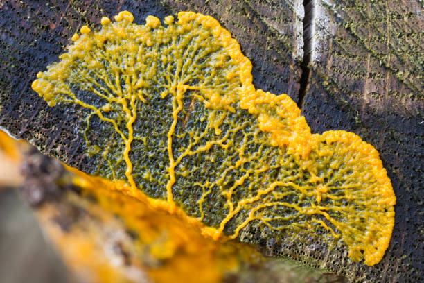 Migrating plasmodium of Badhamia utricularis slime mold on a tree trunk (Baarn, the Netherlands) Migrating plasmodium of Badhamia utricularis slime mold on a tree trunk (Baarn, the Netherlands) protozoan stock pictures, royalty-free photos & images