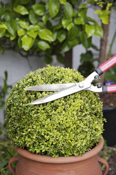 istock Trimming a plant with hedge clippers 1264073964