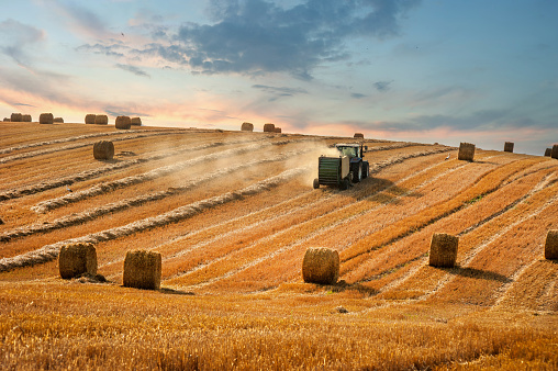 A tractor with trailed bale machine collect straw and make round large bales, lines of fields, evening sky