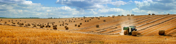 large panorama of a field with bales of straw, a tractor with a baler harvesting straw large panorama of a field with bales of straw, a tractor with a baler harvesting straw hay baler stock pictures, royalty-free photos & images