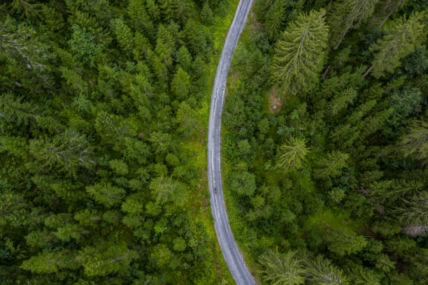 istock Aerial view from drone of road in pine tree forest 1264075189