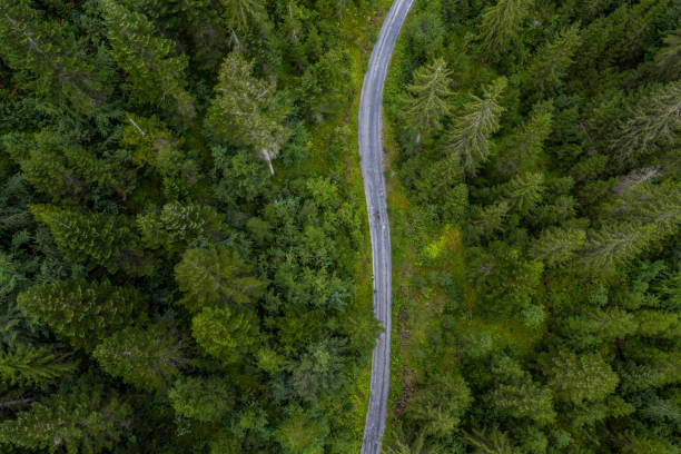 istock Aerial view from drone of road in pine tree forest 1264075240