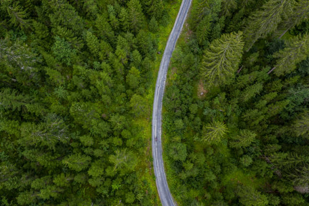 istock Aerial view from drone of road in pine tree forest 1264075442