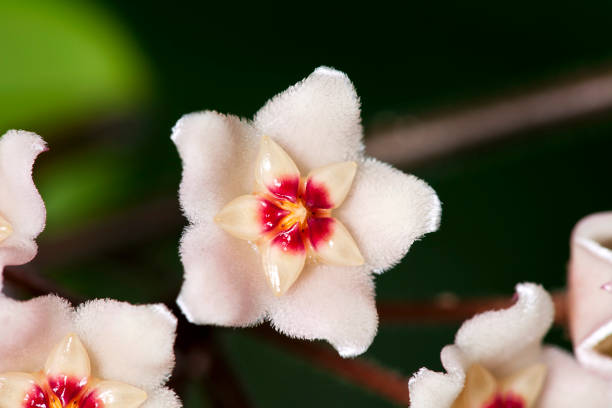 istock Hoya carnosa fluffy flowers 1264075631