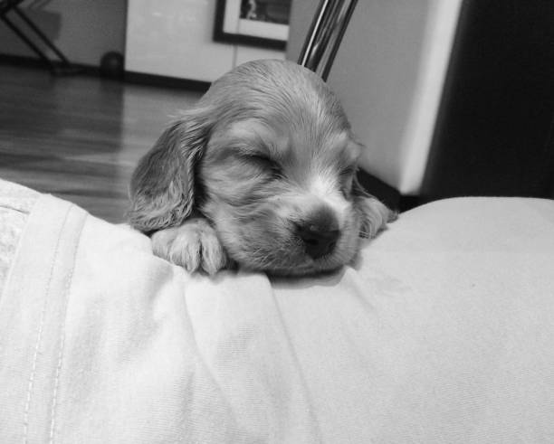 istock little english cocker spaniel puppy lying on the floor 1264076402