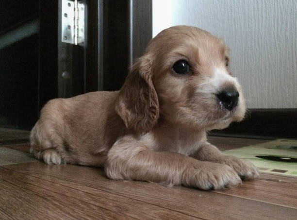 istock little english cocker spaniel puppy lying on the floor 1264076429