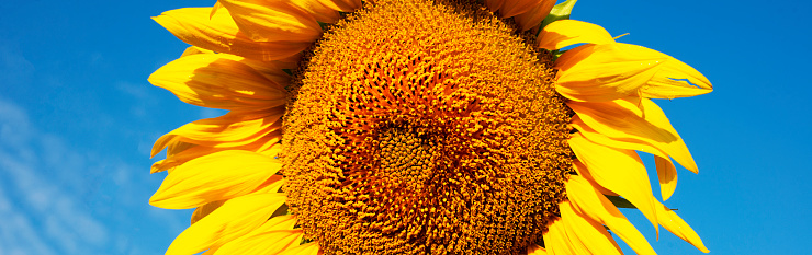 Sunflower close-up against the blue sky. Copy space for text.