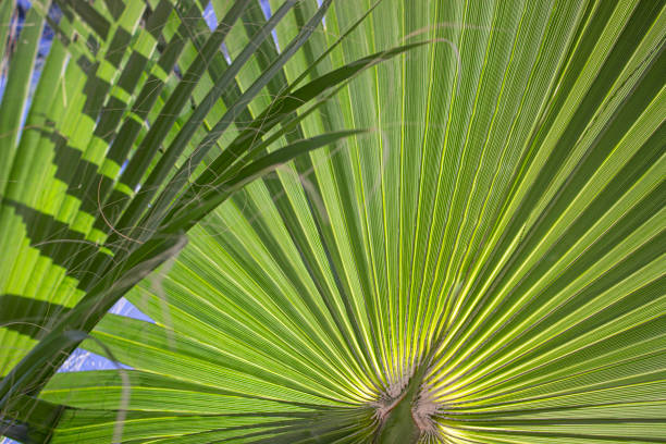 istock Bright green palm leaf in the sunshine 1264076823