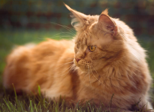 istock Female red solid maine coon cat lying on green grass and looking up. Beautiful brushes on ears. Closeup profile view 1264078207
