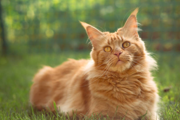 istock Female red solid maine coon cat lying on green grass. Beautiful brushes on ears. Closeup profile view 1264078219