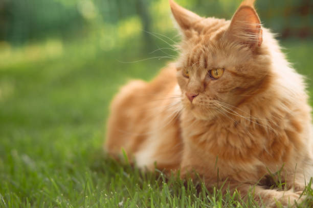istock Female red solid maine coon cat lying on green grass. Beautiful brushes on ears. Closeup profile view 1264078223