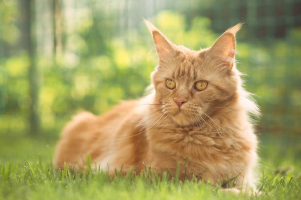 istock Female red solid maine coon cat lying on green grass. Beautiful brushes on ears. Closeup profile view 1264078229