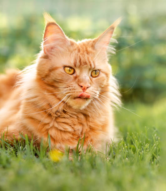 istock Female red solid maine coon cat lying on green grass and licking. Beautiful brushes on ears. Closeup 1264078266