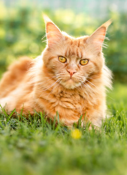 istock Female red solid maine coon cat lying on green grass. Beautiful brushes on ears. Closeup 1264078270