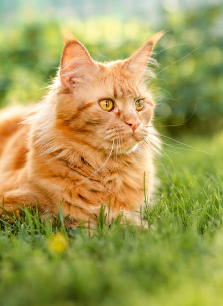 istock Female red solid maine coon cat lying on green grass. Beautiful brushes on ears. Closeup profile view 1264078274