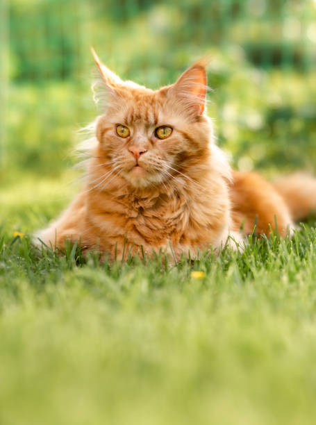 istock Female red solid maine coon cat lying on green grass. Beautiful brushes on ears. Closeup view 1264078277