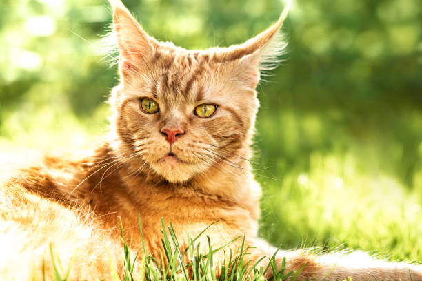 istock Female red solid maine coon cat lying on green grass. Beautiful brushes on ears. Closeup front view 1264078278