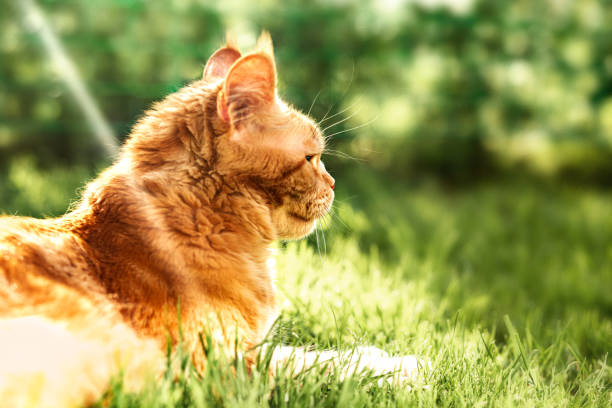 istock Female red solid maine coon cat lying on green grass. Beautiful brushes on ears. Closeup profile view 1264078281