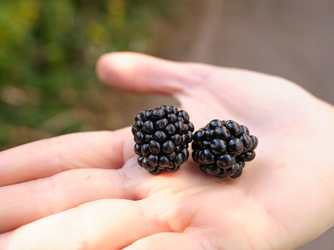 Blackberries in the hand.