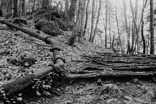 Tree roots and metal pipe in the forest