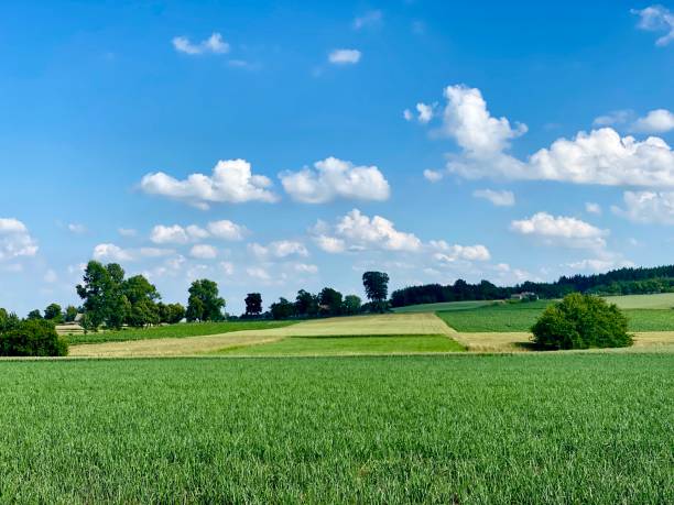 istock The landscape of Polish crops 1264079734