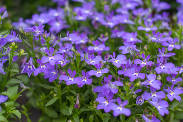 istock Purple flowers in full bloom，Lobelia erinus 1264080086