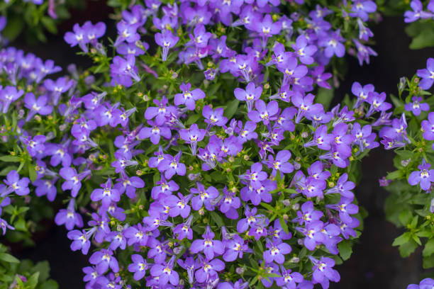 istock Purple flowers in full bloom，Lobelia erinus 1264080099