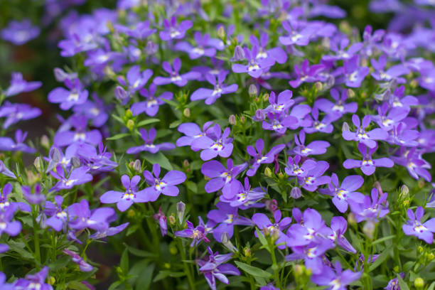 Purple flowers in full bloom,Lobelia erinus avon, grass, close up, herbaceous, purple blossom, purple flowers, natural, bouquet, botanical, violet, swiss, breed, garden, purple, plant, bloom, summer, nature, background, petal, blossom, beautiful, flower, flora, floral, botany, closeup, spring, color, beauty, green, blue, bright, lobelia, cape, bunch, lobelias, cultivar, campanulaceae, hybrid, edging, outdoor lobelias stock pictures, royalty-free photos & images