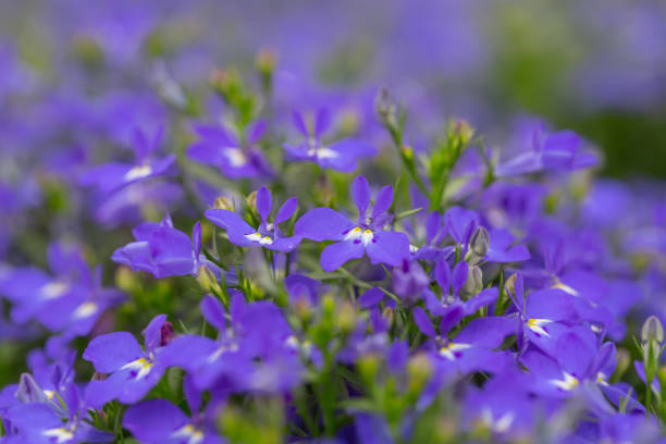 istock Purple flowers in full bloom，Lobelia erinus 1264080102