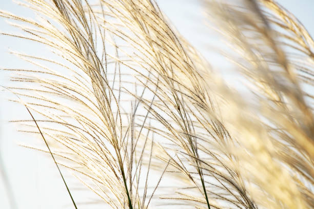 istock beautiful yellow tall reeds 1264080420