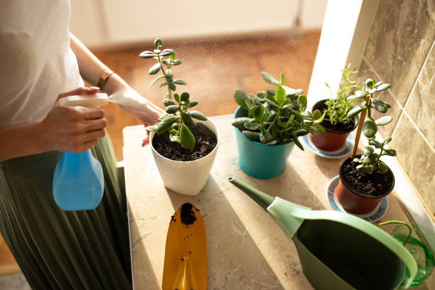 Close up of a woman's hand spraying house plant Young woman is gardening with a yellow scoopClose up of a woman's hand spraying house plant jade plant stock pictures, royalty-free photos & images