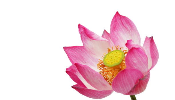 istock beautiful lotus flower 1264081525