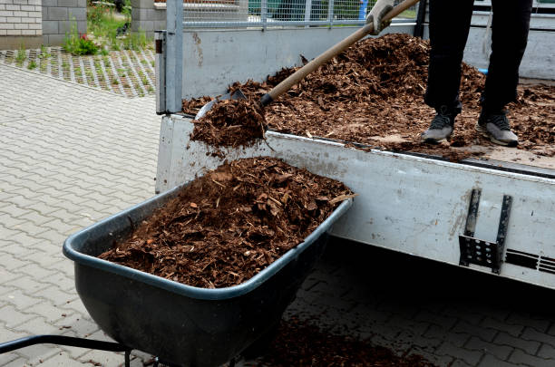 cargando virutas de madera de tortura en una carretilla con una pala de un coche y entrega al jardín donde las camas perennes ornamentales son triturados por jardineros - grama seca fotografías e imágenes de stock