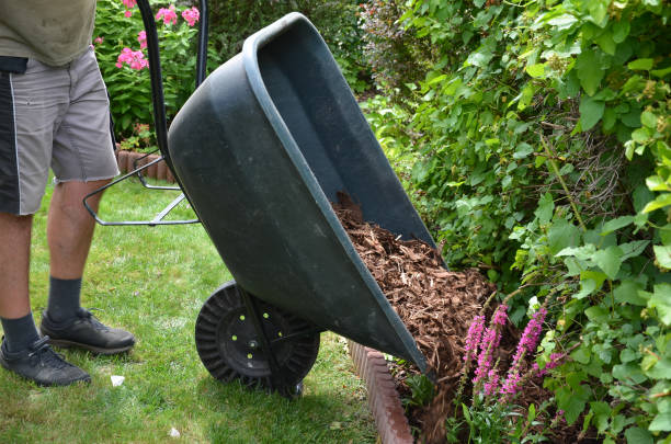 loading torture wood chips bark on a wheelbarrow with a shovel from a car and delivery to the garden where ornamental perennial beds are mulched by gardeners loading, torture, mulch, mulching, bark, chips, wood, wheelbarrow, load, car, truck, delivery, garden, ornamental, flower bed, pile, mulched, brown, lawn, man, men, worker, work, hand, shovel, park, streeet, black, metal, steel, lythrum, salicaria, t shirt, fat, tall, strong, sterw, pour, out, dump, pour out, pine, edge, purple, pink, grass, nature, gardening wood chip stock pictures, royalty-free photos & images