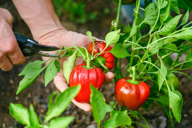 cosecha de pimiento rojo - greenhouse pepper vegetable garden agriculture fotografías e imágenes de stock