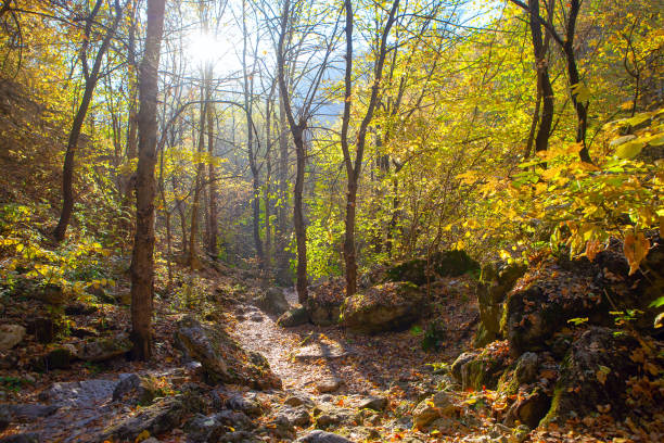 istock Golden colored leaves in the fall forest 1264082943