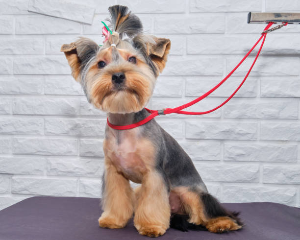 istock A Yorkshire Terrier sits on a grooming table against a white brick background 1264083021