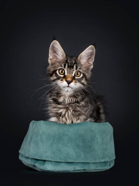 istock Mackarel Maine Coon kitten on black 1264083134