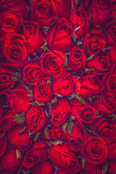 istock Close-Up of Roses Bouquet 1264084655