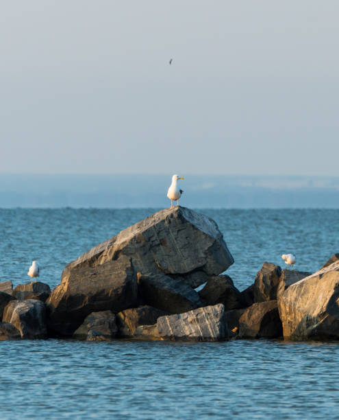 istock Seagulls on the rocks of breakwaters 1264085775